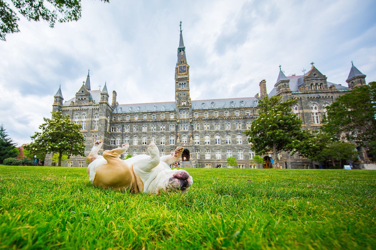 Jack Rolling on Lawn